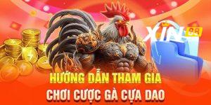 Hướng Dẫn Chi Tiết Đặt Cược Đá Gà Tại XIN88 Cho Người Mới Bắt Đầu