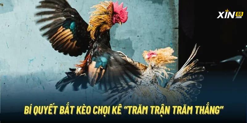 Mẹo Và Kinh Nghiệm Khi Đặt Cược Đá Gà Tại XIN88