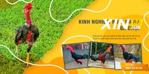 Kinh Nghiệm Đặt Cược Đá Gà XIN88 Hiệu Quả