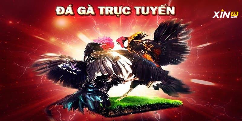 Tìm Hiểu Về Luật Chơi Đá Gà Tại XIN88